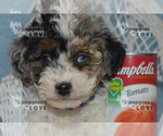 Small Photo #6 Aussiedoodle Puppy For Sale in SANGER, TX, USA
