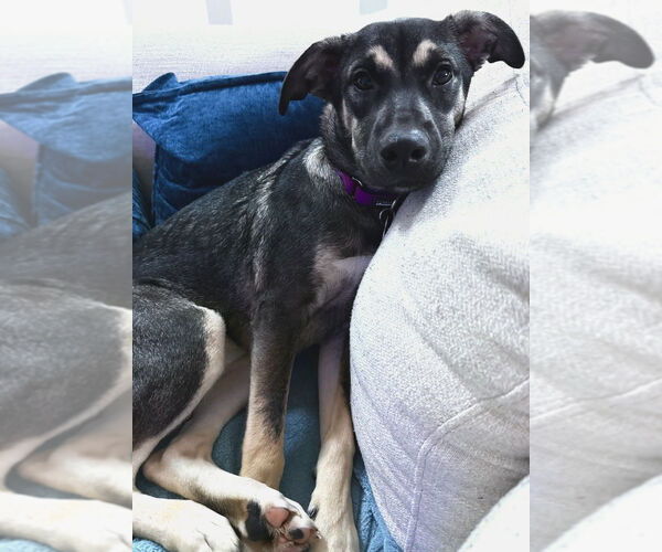 Medium Photo #11 Mutt Puppy For Sale in Oak Bluffs, MA, USA