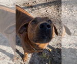 Small #2 Mutt