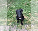 Small #3 Shepradors