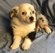 Small Photo #5 Miniature Australian Shepherd Puppy For Sale in STONEHAM, ME, USA