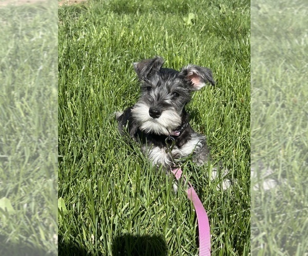 Medium Photo #1 Schnauzer (Miniature) Puppy For Sale in CALDWELL, ID, USA