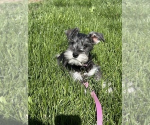Schnauzer (Miniature) Puppy for sale in CALDWELL, ID, USA