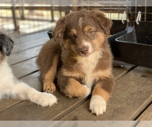 Australian Shepherd Puppy for sale in GEORGETOWN, TX, USA