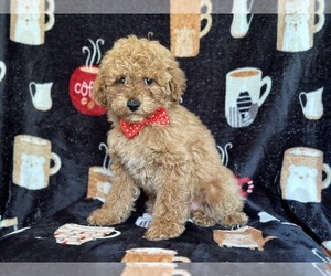 Poodle (Miniature) Puppy for sale in LAKELAND, FL, USA