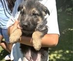 Image preview for Ad Listing. Nickname: Brown collar