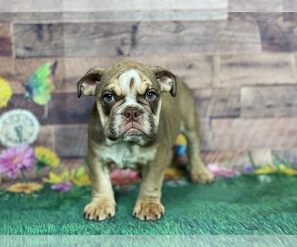 Medium Photo #1 Bulldog Puppy For Sale in POWHATAN, VA, USA