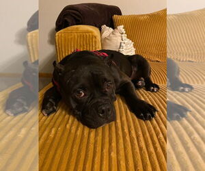 Medium Staffordshire Bull Terrier