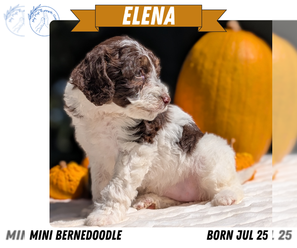 Medium Photo #25 Miniature Bernedoodle Puppy For Sale in GOSHEN, IN, USA