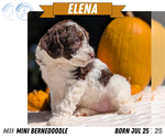 Small #9 Miniature Bernedoodle
