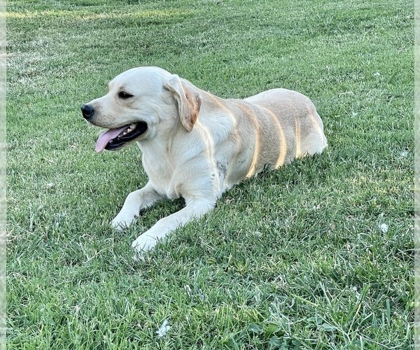 Medium Photo #1 Labrador Retriever Puppy For Sale in WASHBURN, MO, USA
