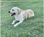 Small Photo #1 Labrador Retriever Puppy For Sale in WASHBURN, MO, USA