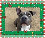 Small #1 American Pit Bull Terrier