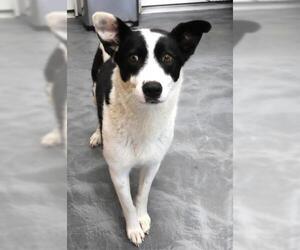 Border Collie-Unknown Mix Dogs for adoption in Thief River Falls, MN, USA