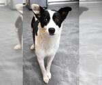 Small Border Collie Mix