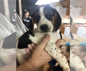 Beagle Puppy for sale in BECKLEY, WV, USA