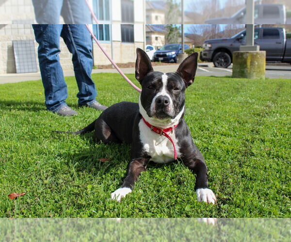 Medium Photo #1 American Pit Bull Terrier Puppy For Sale in Petaluma, CA, USA