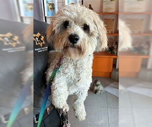 Maltese Dogs for adoption in Rancho Cucamonga, CA, USA