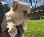 Small Photo #3 French Bulldog Puppy For Sale in ELK GROVE, CA, USA