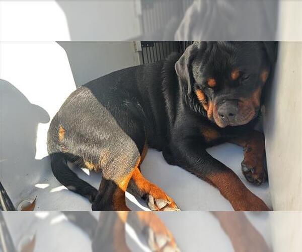 Medium Photo #1 Rottweiler Puppy For Sale in Houston, TX, USA