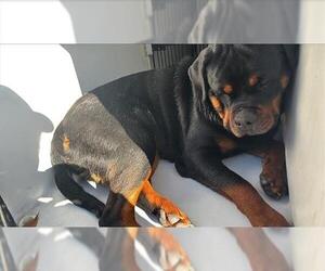 Rottweiler Dogs for adoption in Houston, TX, USA
