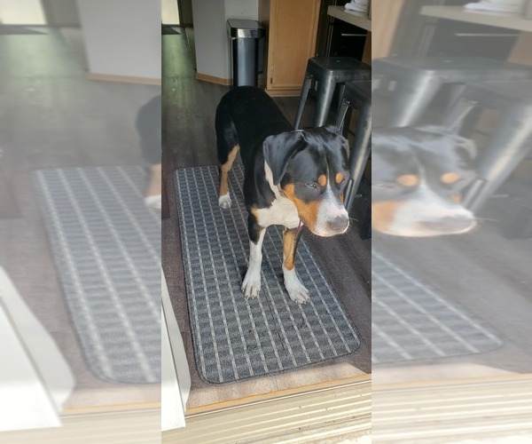 Medium Photo #1 Greater Swiss Mountain Dog Puppy For Sale in LAKEVILLE, MN, USA
