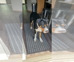Small Photo #1 Greater Swiss Mountain Dog Puppy For Sale in LAKEVILLE, MN, USA