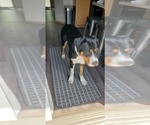 Small Greater Swiss Mountain Dog