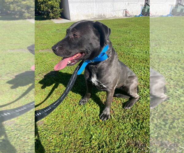 Medium Photo #8 Labrador Retriever-Unknown Mix Puppy For Sale in Lake Forest, CA, USA