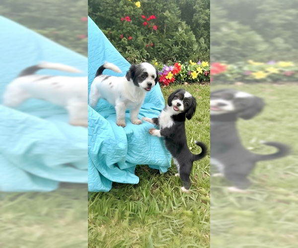 Medium Photo #7 Shih Tzu Puppy For Sale in Weston, FL, USA