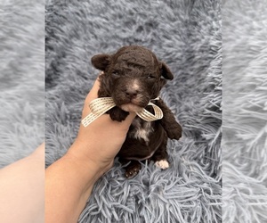 Cavapoo (Toy) Puppy for sale in JEFFERSONVILLE, IN, USA