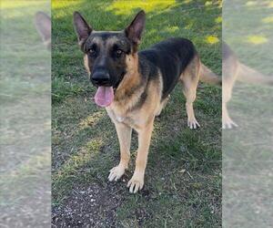 German Shepherd Dog Dogs for adoption in Conroe, TX, USA
