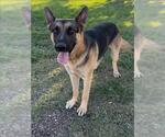 Small German Shepherd Dog