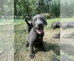 Small Photo #5 Labrador Retriever Puppy For Sale in DES MOINES, IA, USA