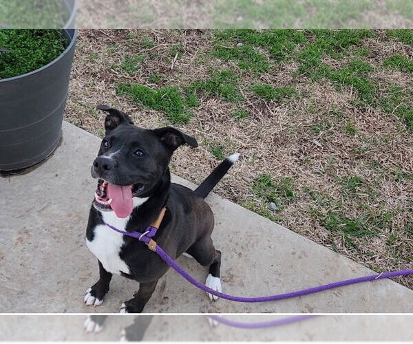 Medium Photo #37 American Staffordshire Terrier-Unknown Mix Puppy For Sale in Rosenberg, TX, USA