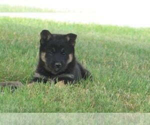 Australian Shepherd-Shiba Inu Mix Puppy for sale in SHILOH, OH, USA
