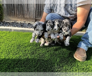 Bordoodle Puppy for sale in NEWMAN, CA, USA