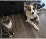 Small #1 Brittany Mix