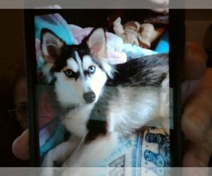 Alaskan Husky-Pomsky Mix Puppy for sale in DAYTONA BEACH, FL, USA