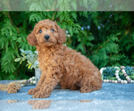 Puppy Destiny Cavapoo