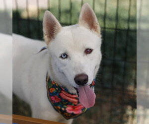 Siberian Husky-Unknown Mix Dogs for adoption in San Antonio, TX, USA