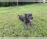 Small #3 Cane Corso