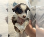Small #6 Australian Shepherd