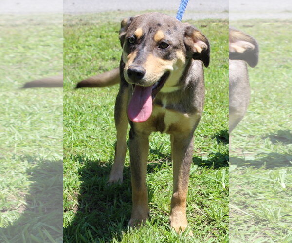 Medium Photo #4 Catahoula Leopard Dog-Unknown Mix Puppy For Sale in Prattville, AL, USA