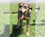 Small #3 Catahoula Leopard Dog Mix