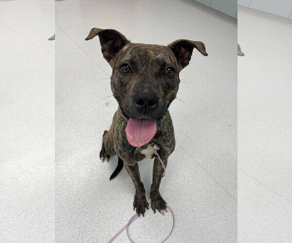 Medium Photo #6 American Pit Bull Terrier-Unknown Mix Puppy For Sale in Virginia Beach, VA, USA