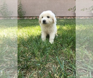 Great Pyrenees Puppy for sale in LOMA, CO, USA