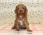 Small #2 Cavapoo