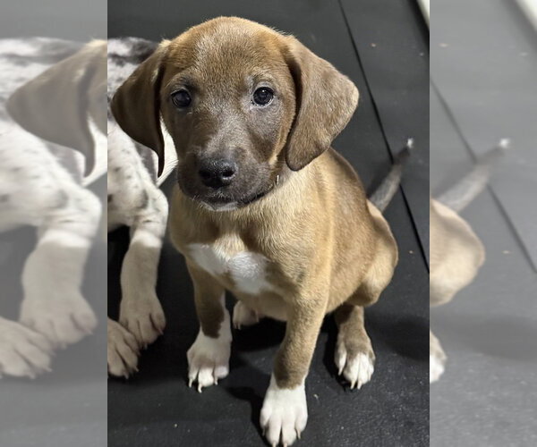 Medium Photo #2 Catahoula Leopard Dog-Labrador Retriever Mix Puppy For Sale in Aurora, IN, USA