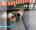 Small #17 Chi-Corgi